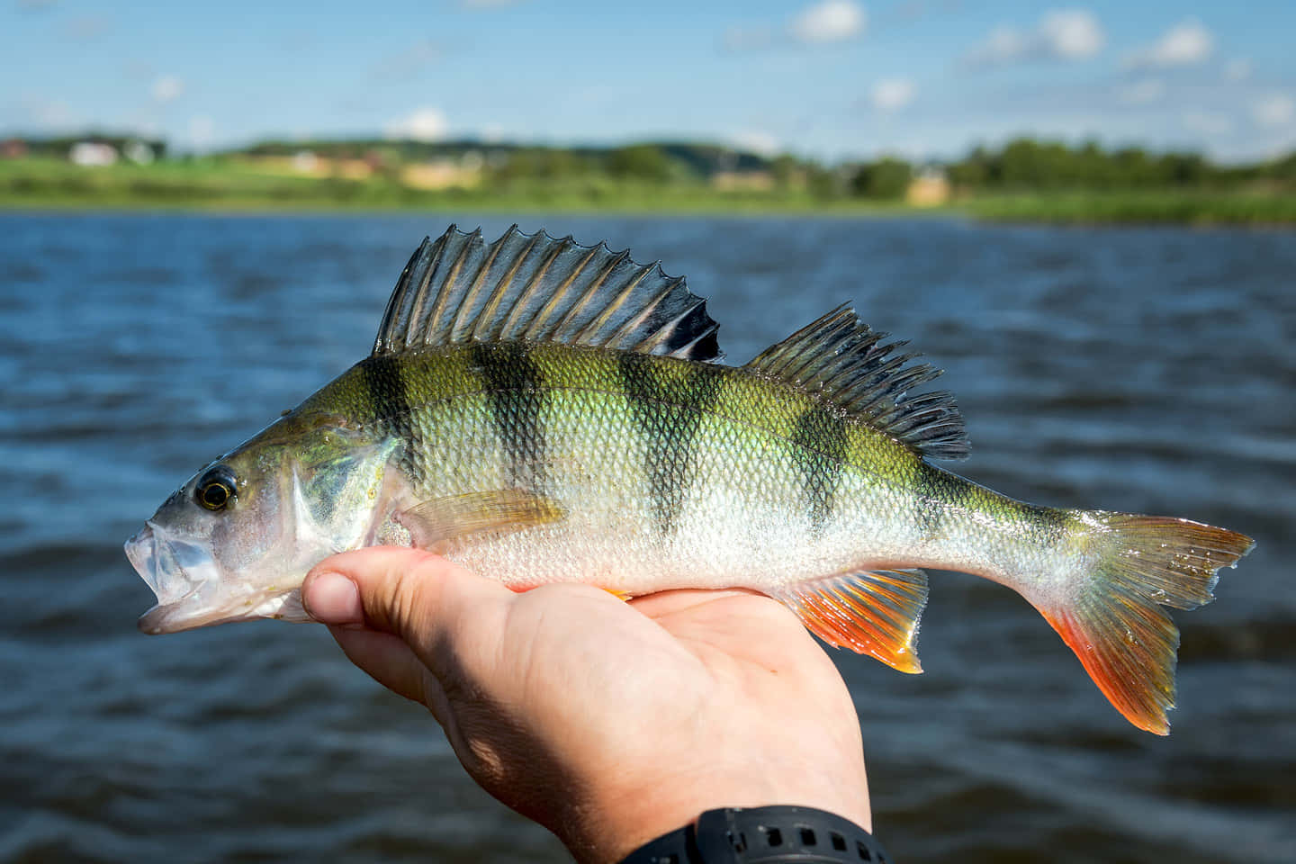 Freshwater Perch Catch Lake View Wallpaper