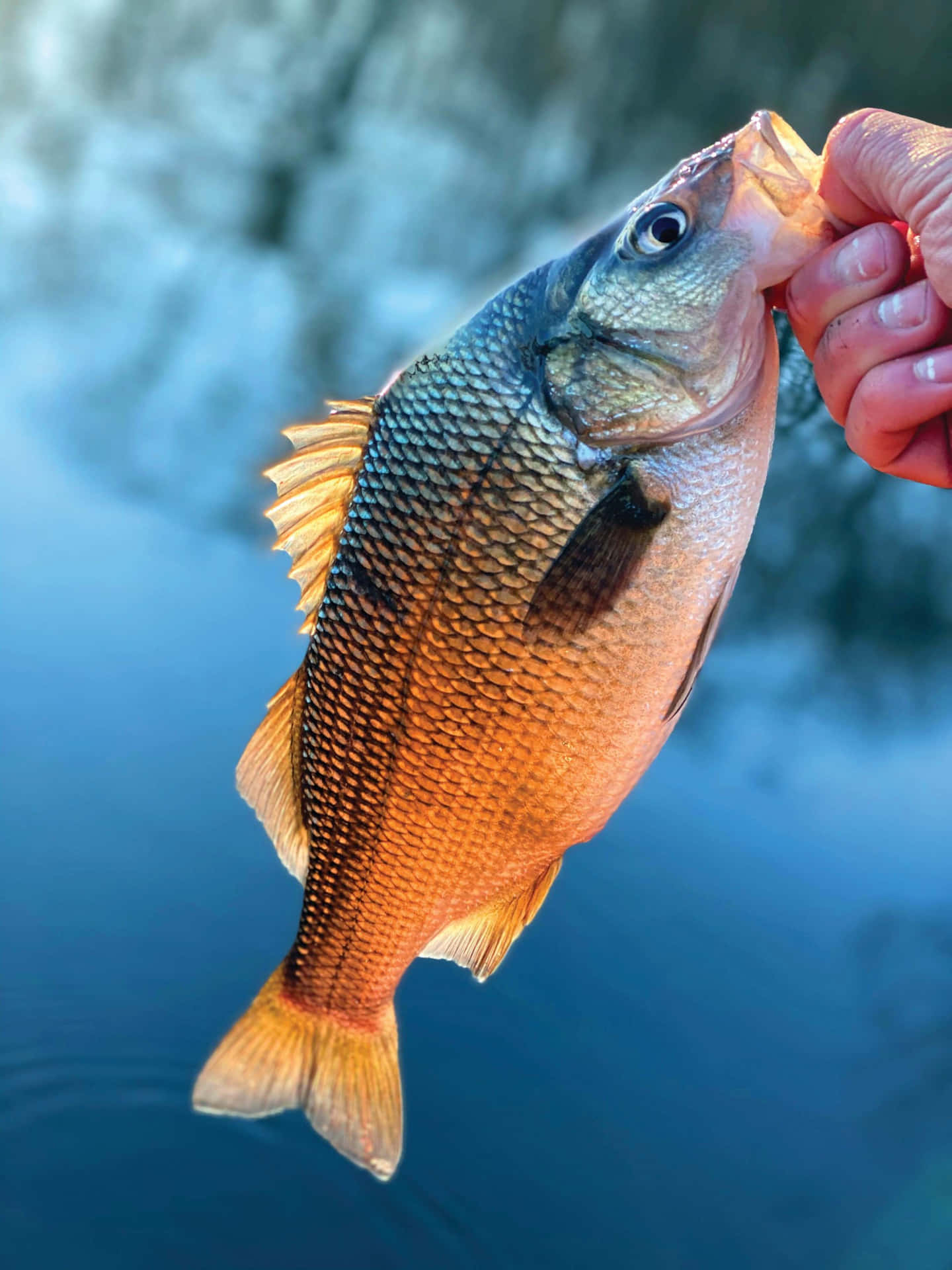 Freshwater Perch Caught Fishing Wallpaper