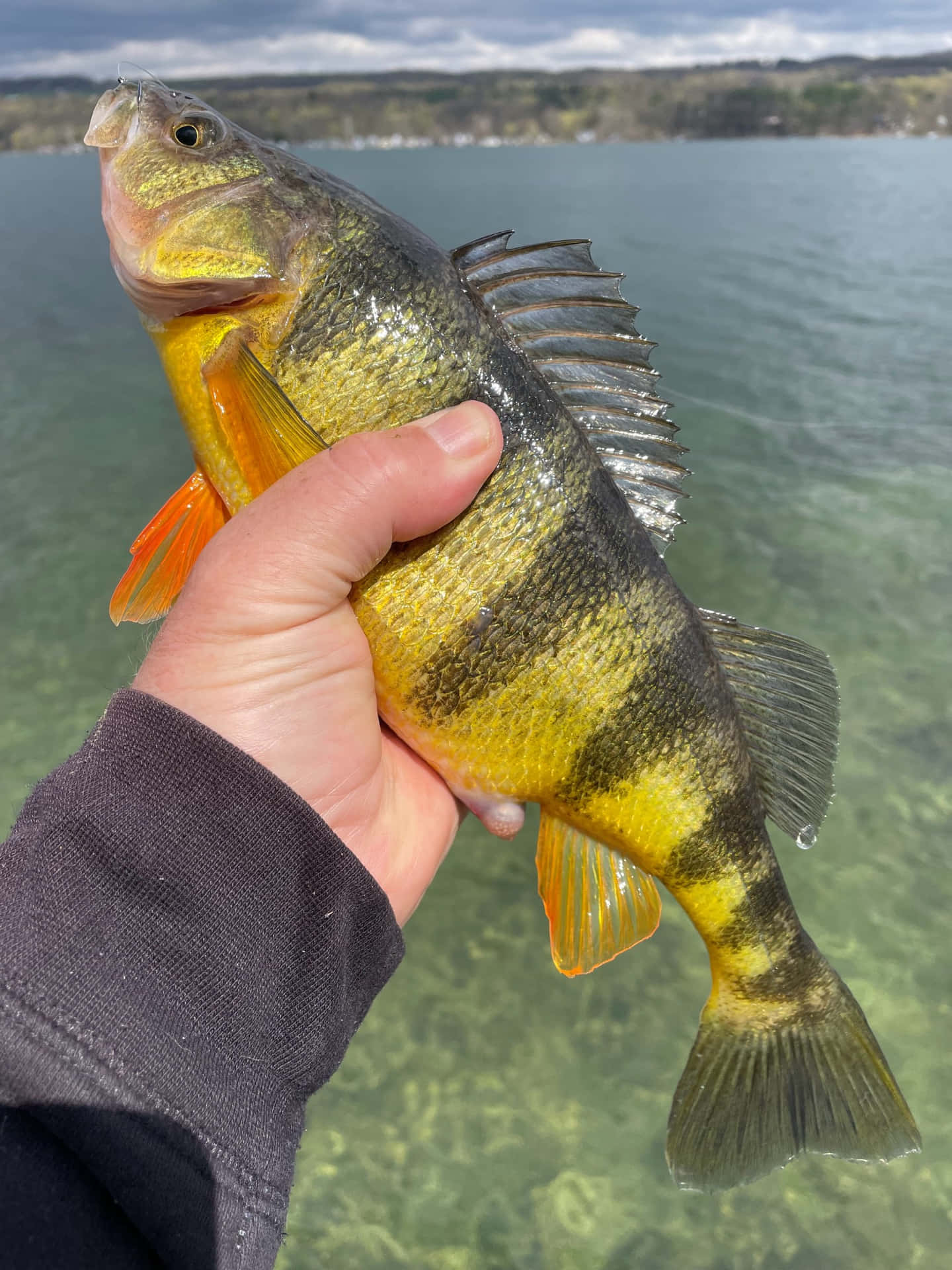 Freshwater Perch Caughtin Lake Wallpaper