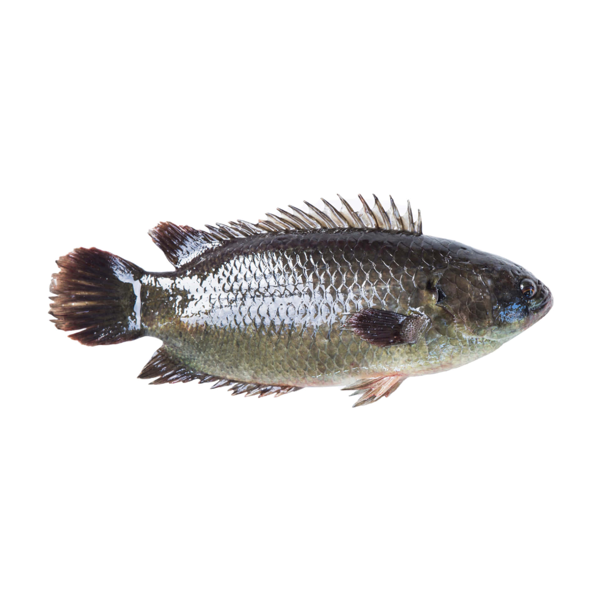 Freshwater Perch Isolatedon White Wallpaper