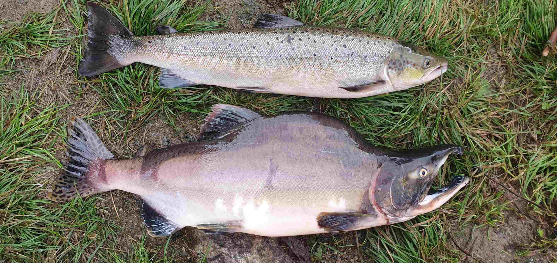 Freshwater Salmon Comparison Wallpaper