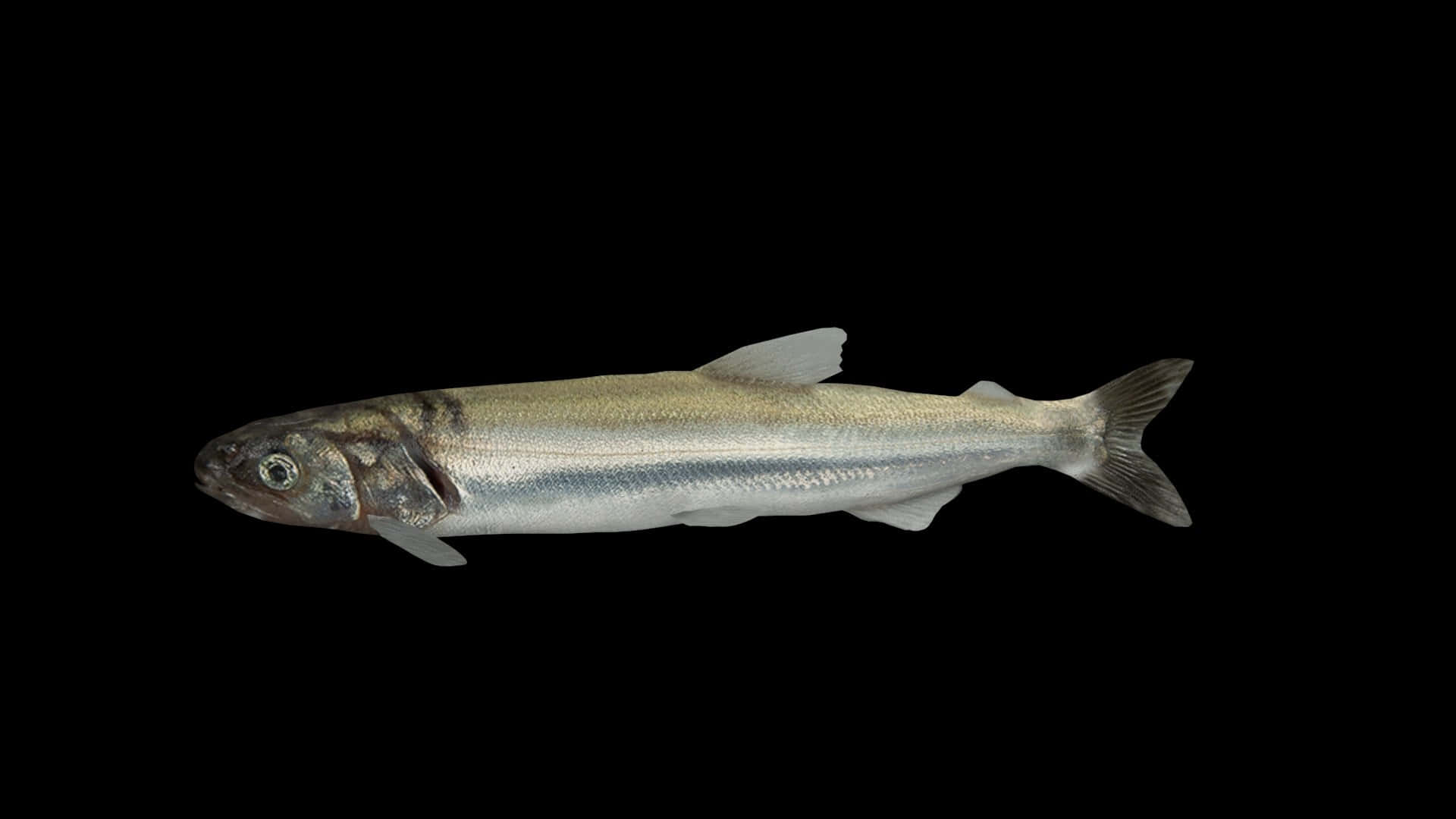 Freshwater Smelt Fish Isolated Wallpaper