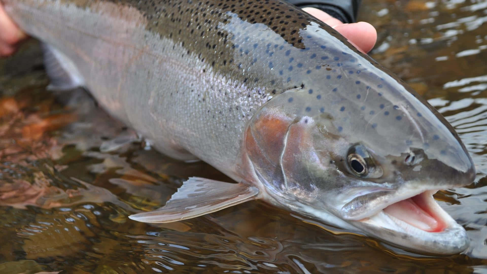 Ferskvann Steelhead Ørret Nærbilde.jpg Bakgrunnsbildet