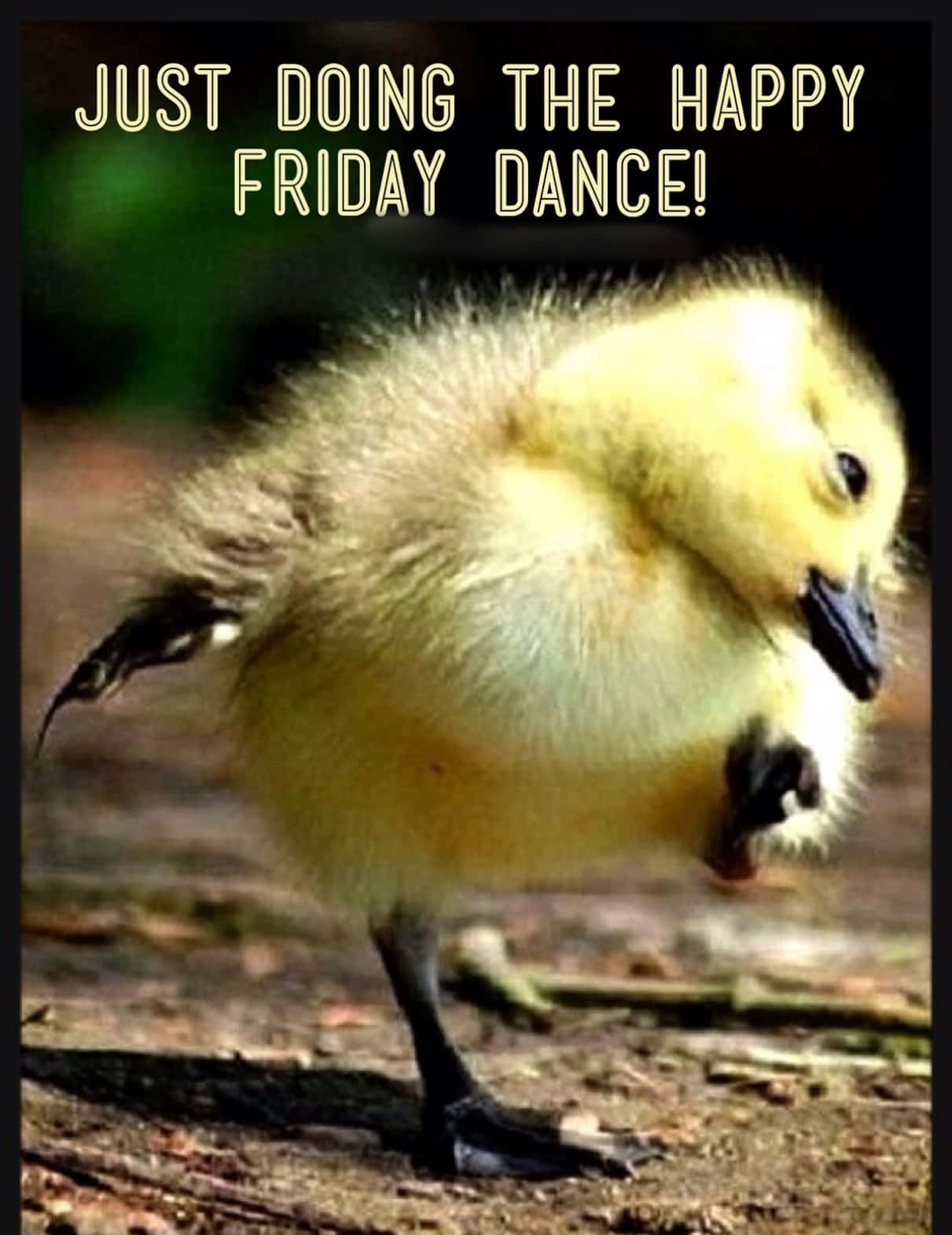 A Cute Little Duck Is Doing The Happy Friday Dance