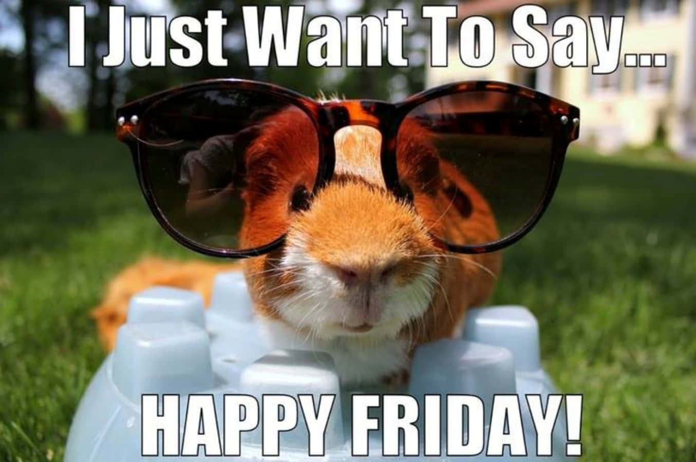 A Guinea Pig Wearing Sunglasses And Saying Happy Friday