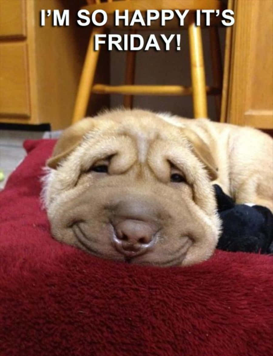 Keep smiling and make every day a Friday Funny!