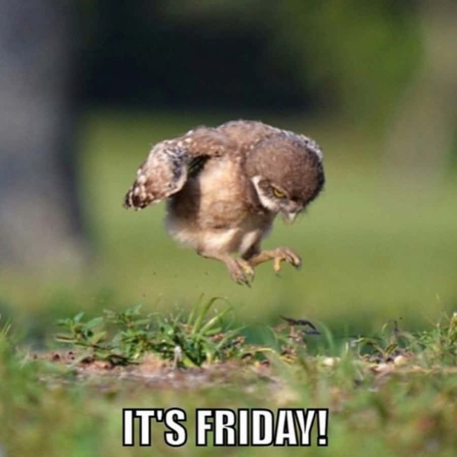 Owl Jumping On Grass With The Caption It's Friday