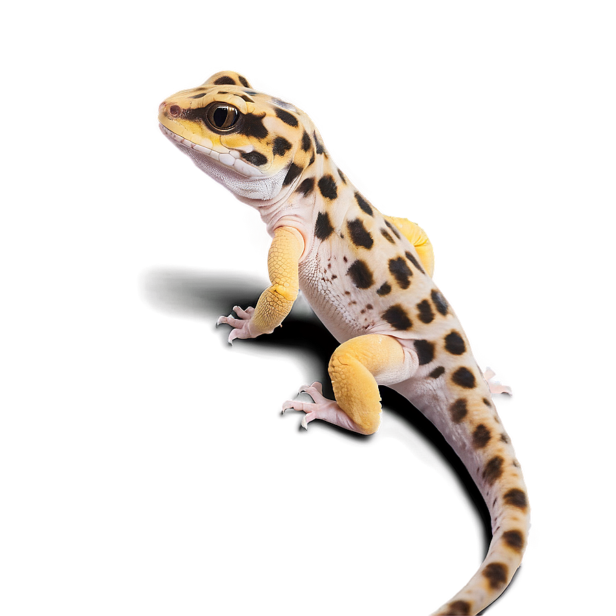 Friendly Leopard Gecko Png Njv PNG