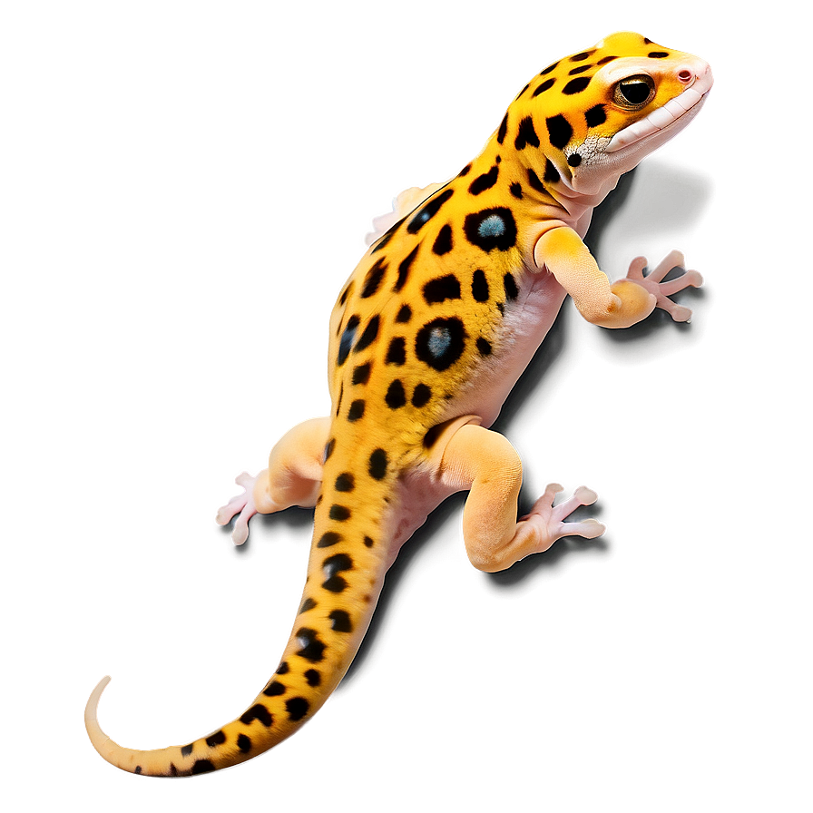 Friendly Leopard Gecko Png Yhu76 PNG