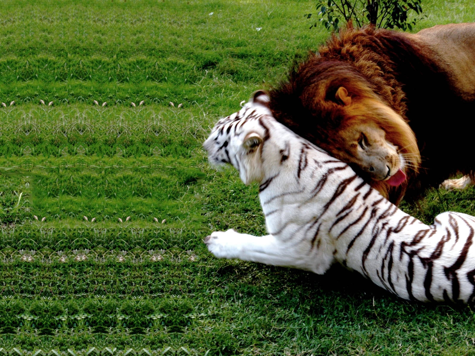 Friendly Lion And Tiger In Grass Wallpaper