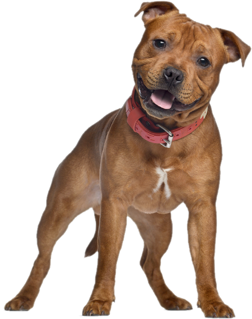 Friendly Pitbull Dog Standing PNG