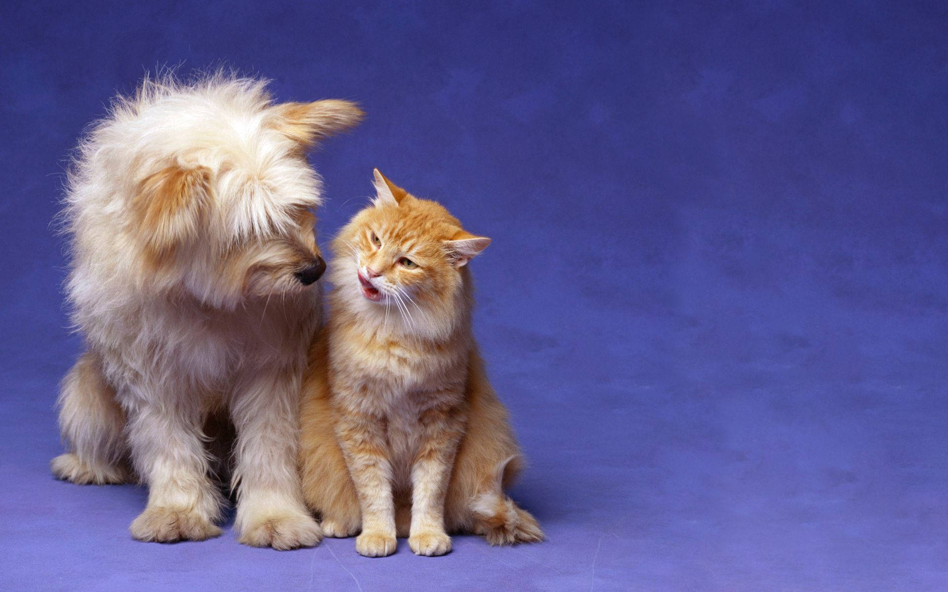 Friendship Cat And Dog Wallpaper
