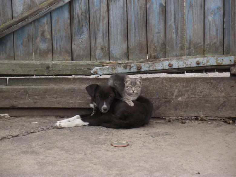 Freundschaftzwischen Schwarzem Hund Und Katze Wallpaper