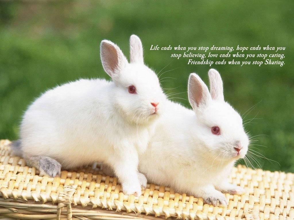 Friendship Of Two White Rabbits Wallpaper