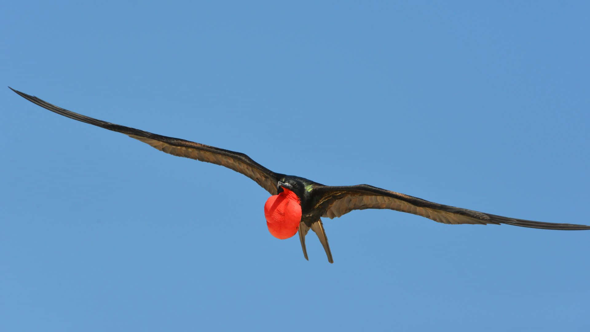 Frigatebird In Flight With Red Gular Sac Wallpaper