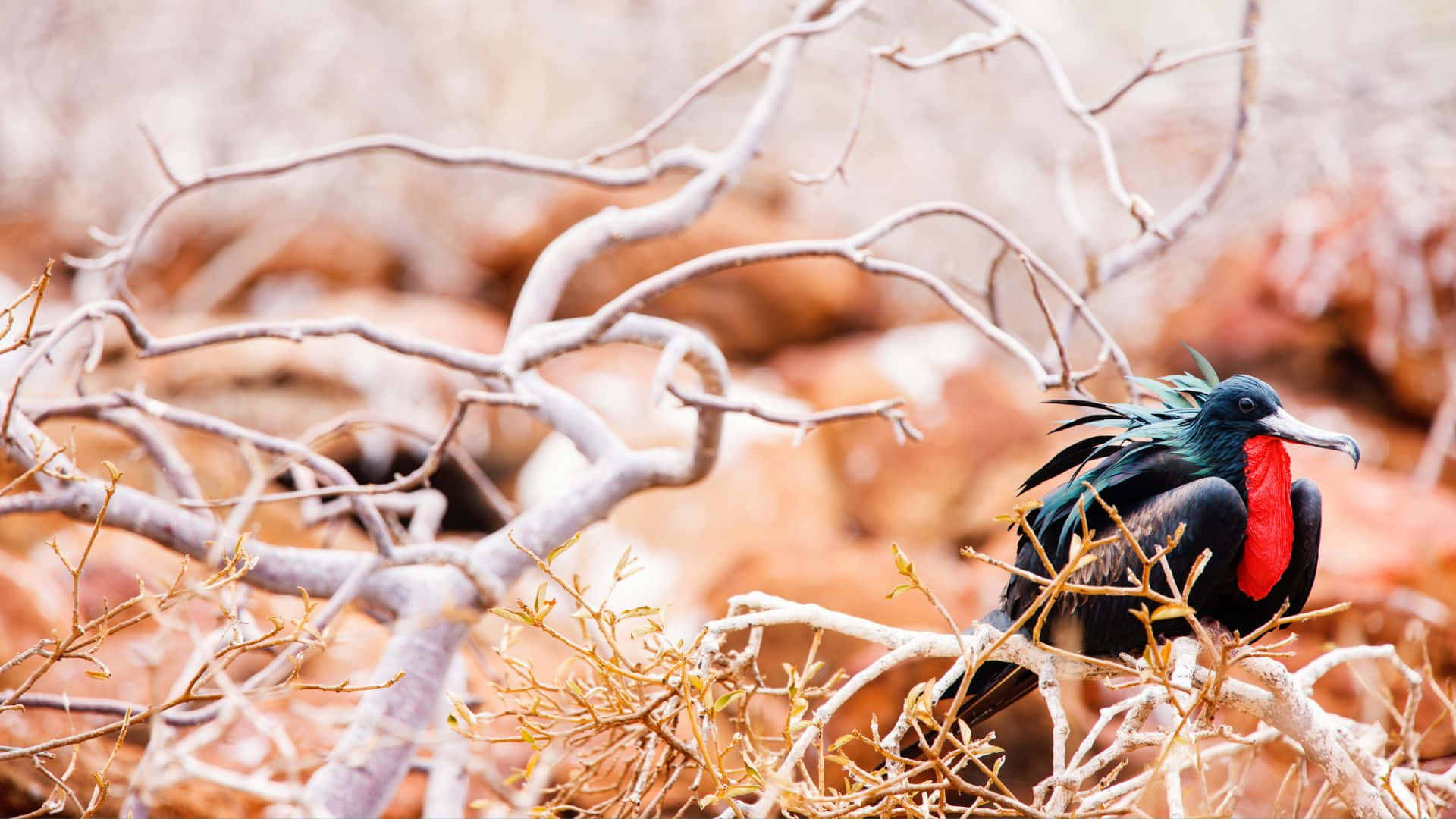 Frigatebird Perched Among Branches.jpg Wallpaper