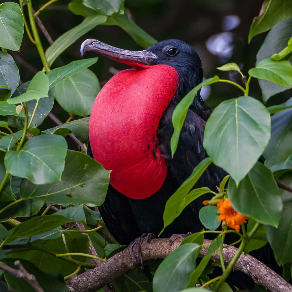 Frigatebird_with_ Red_ Gular_ Sac Wallpaper