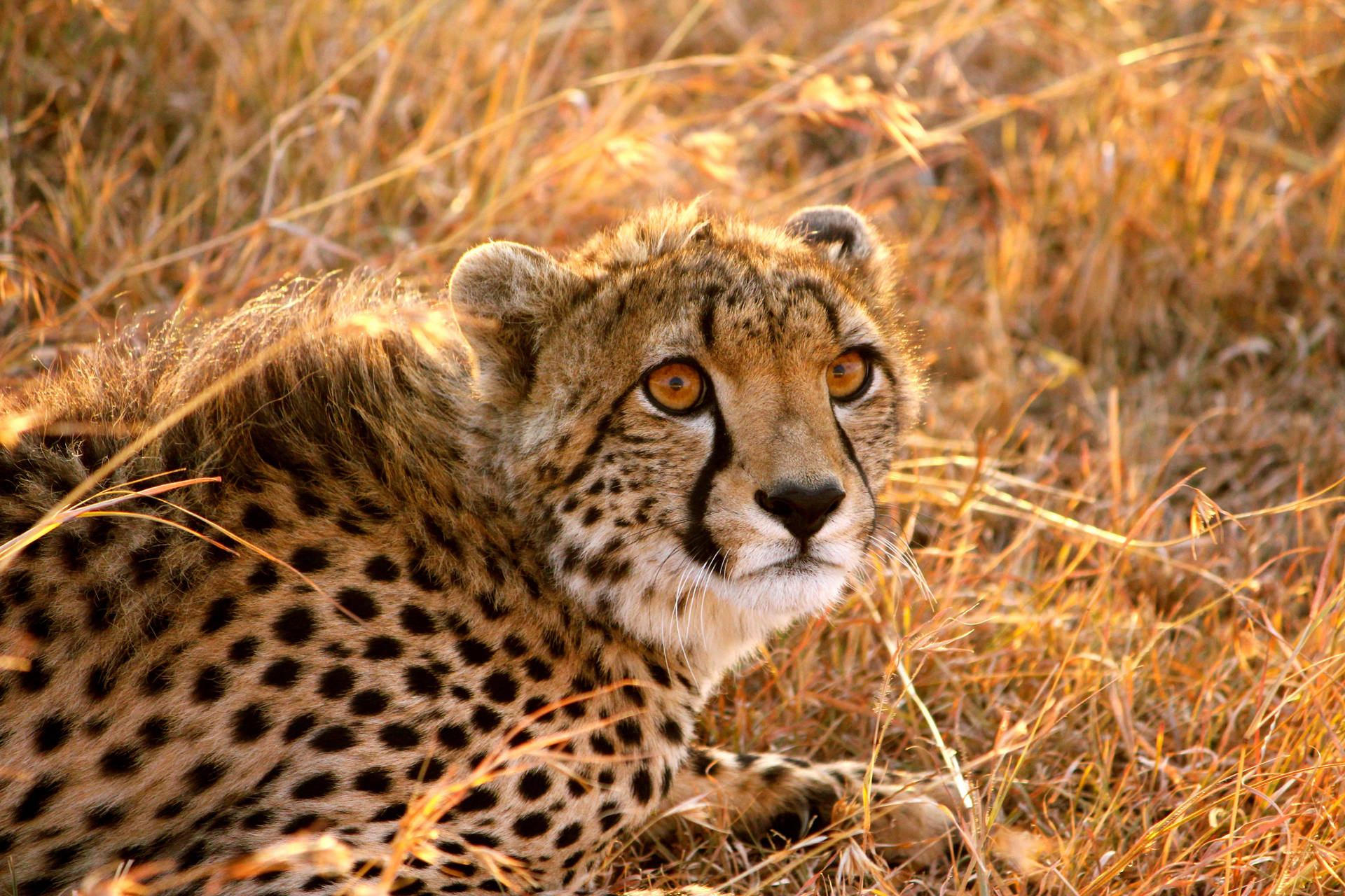 Frightened Cheetah On Grass Wallpaper