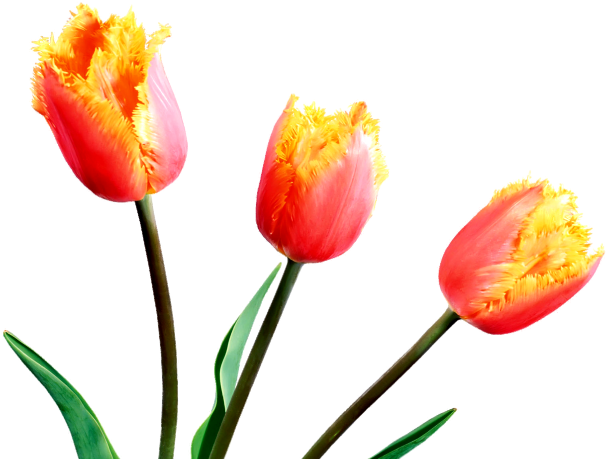 Fringed Orange Tulips PNG