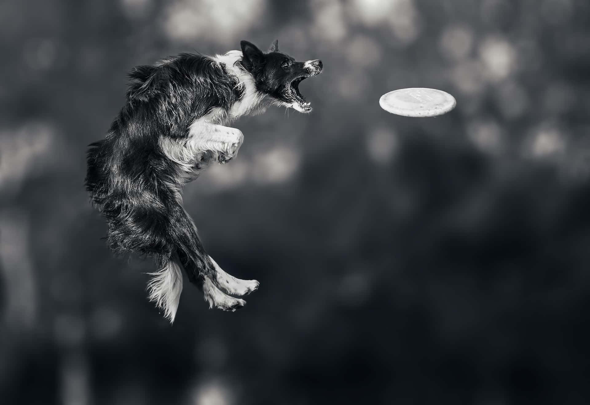 Einhund Springt Hoch, Um Einen Frisbee Zu Fangen.