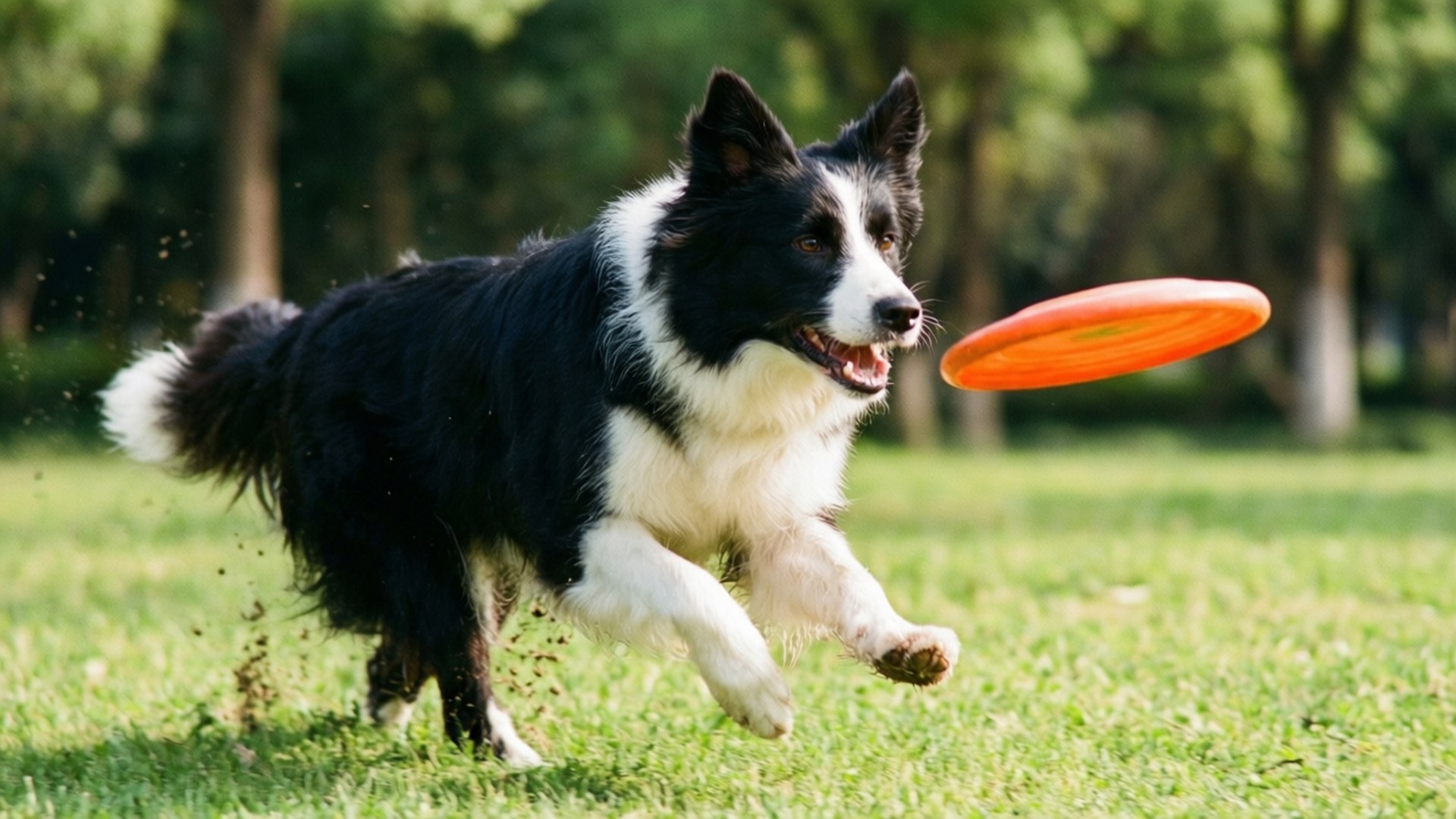 Frisbee Chase Bakgrunner