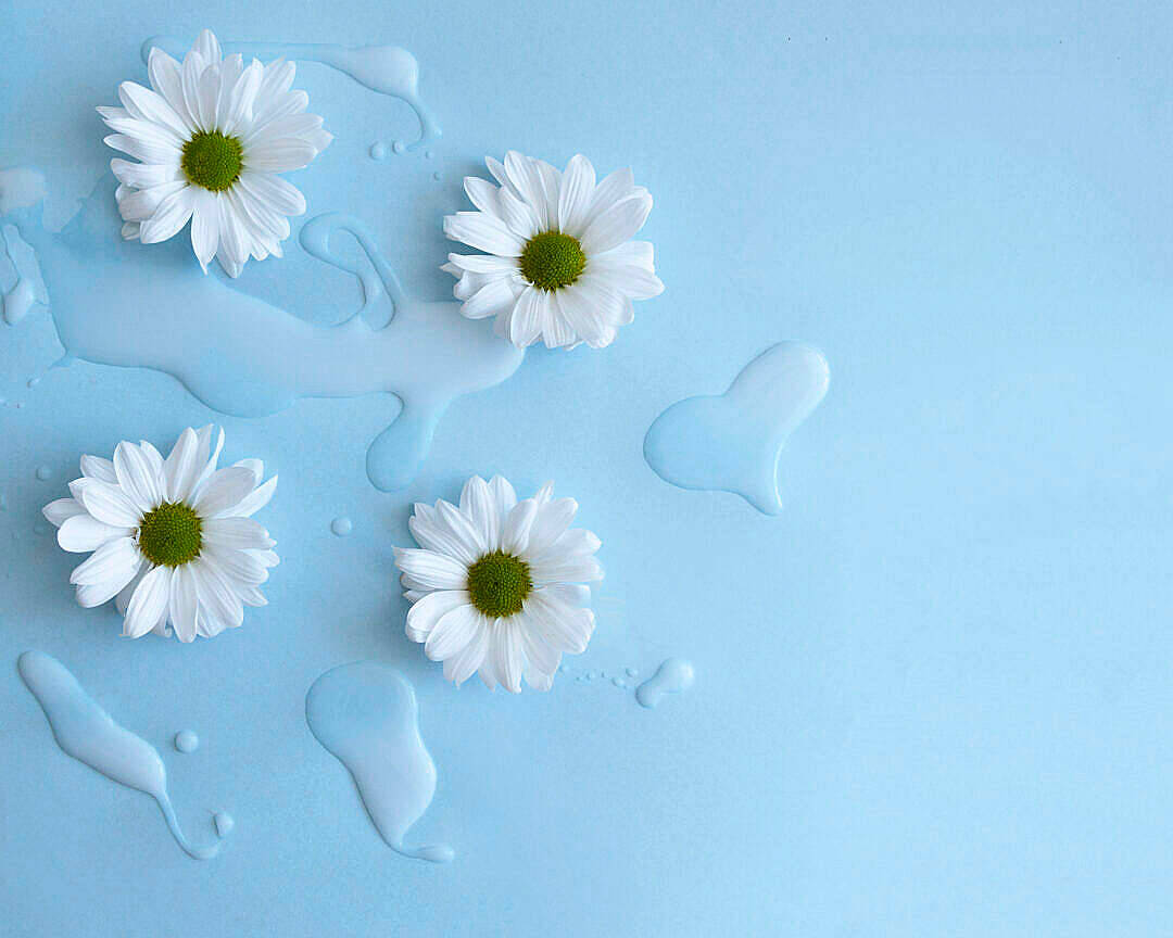 Frisk Naturlig Blomst På Blå Baggrund Wallpaper