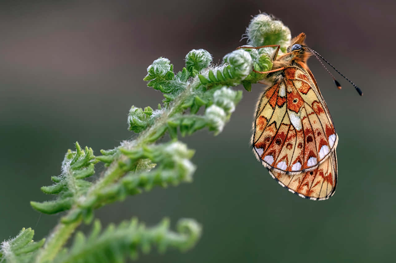 Fritillary Butterflyon Fern Wallpaper