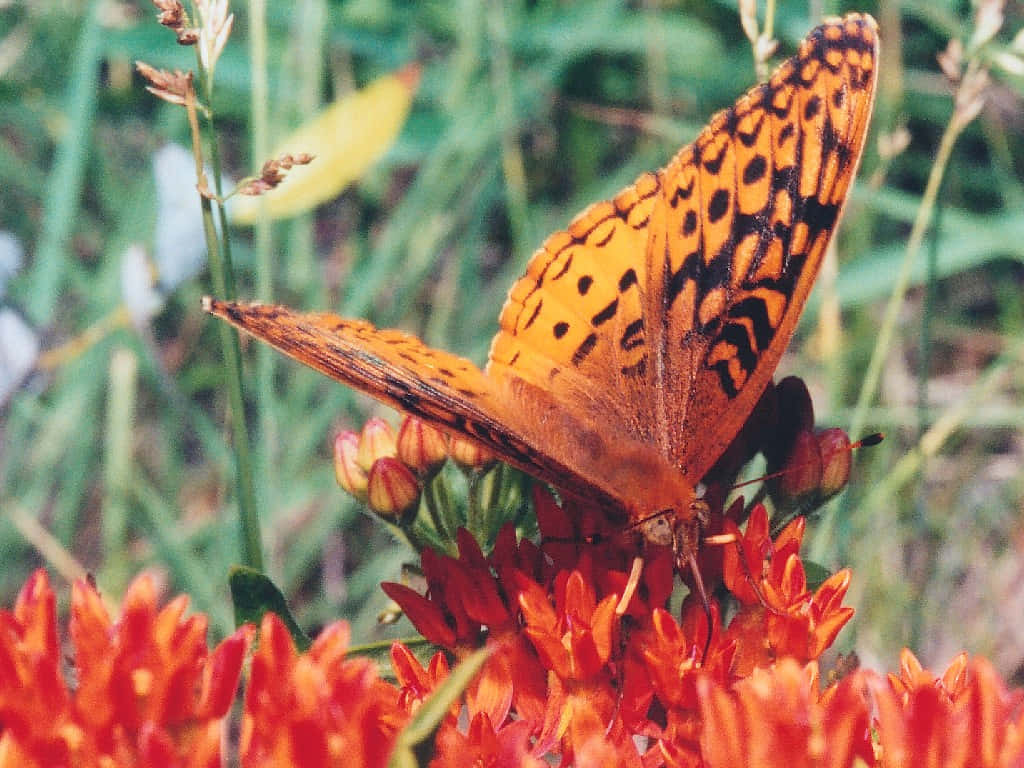 Fritillary Butterflyon Flower Wallpaper