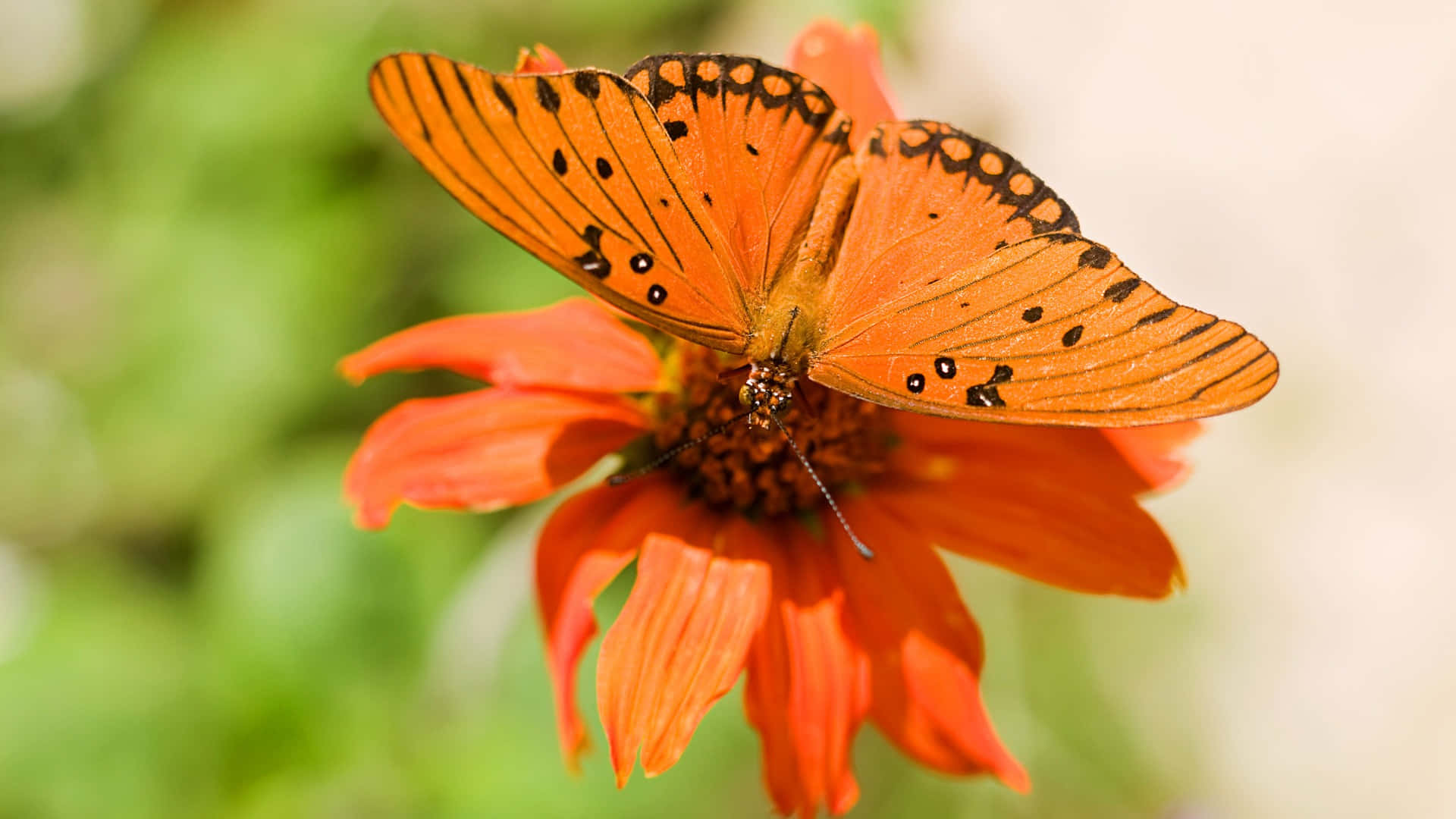 Fritillary Butterflyon Orange Flower.jpg Wallpaper