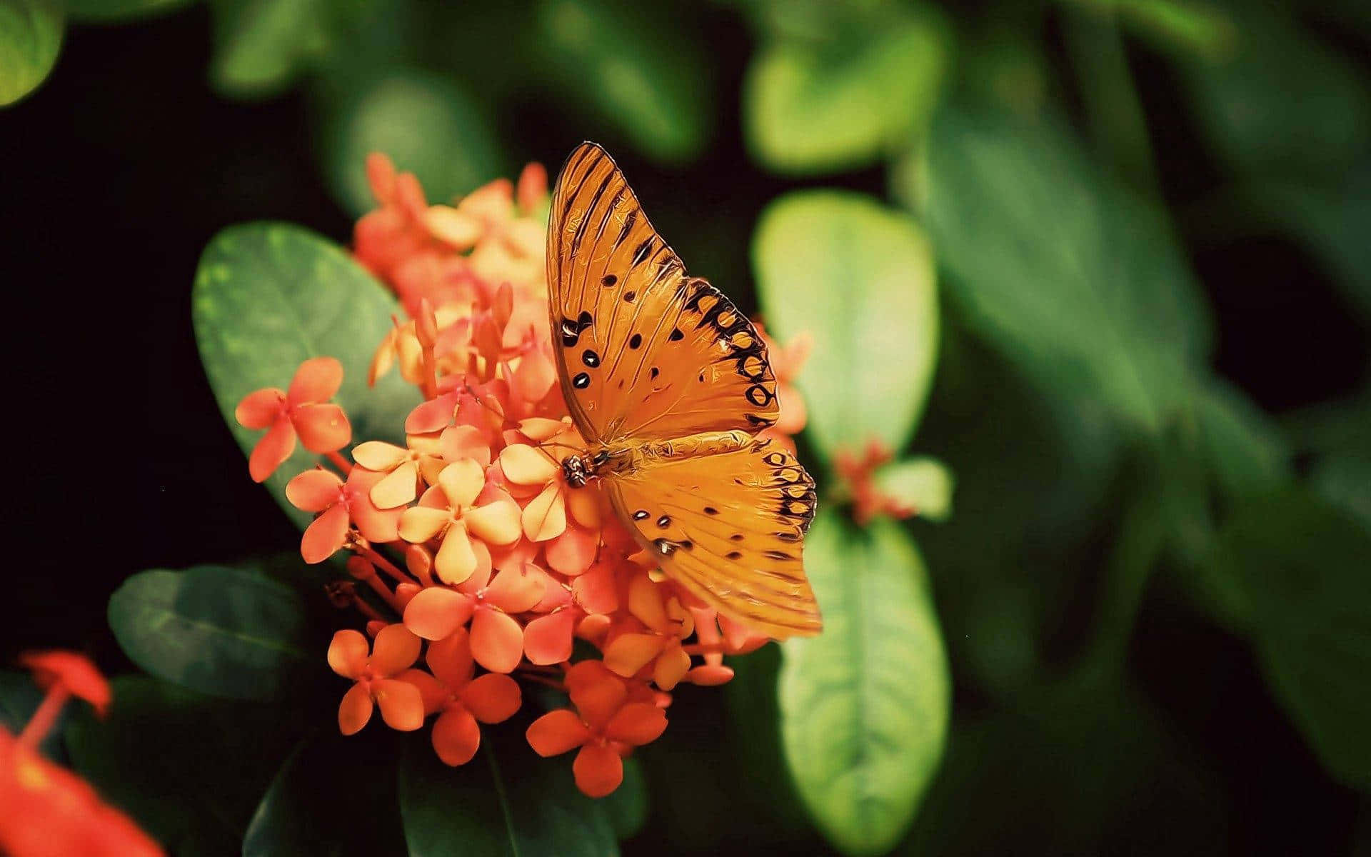 Fritillary Butterflyon Orange Flowers Wallpaper
