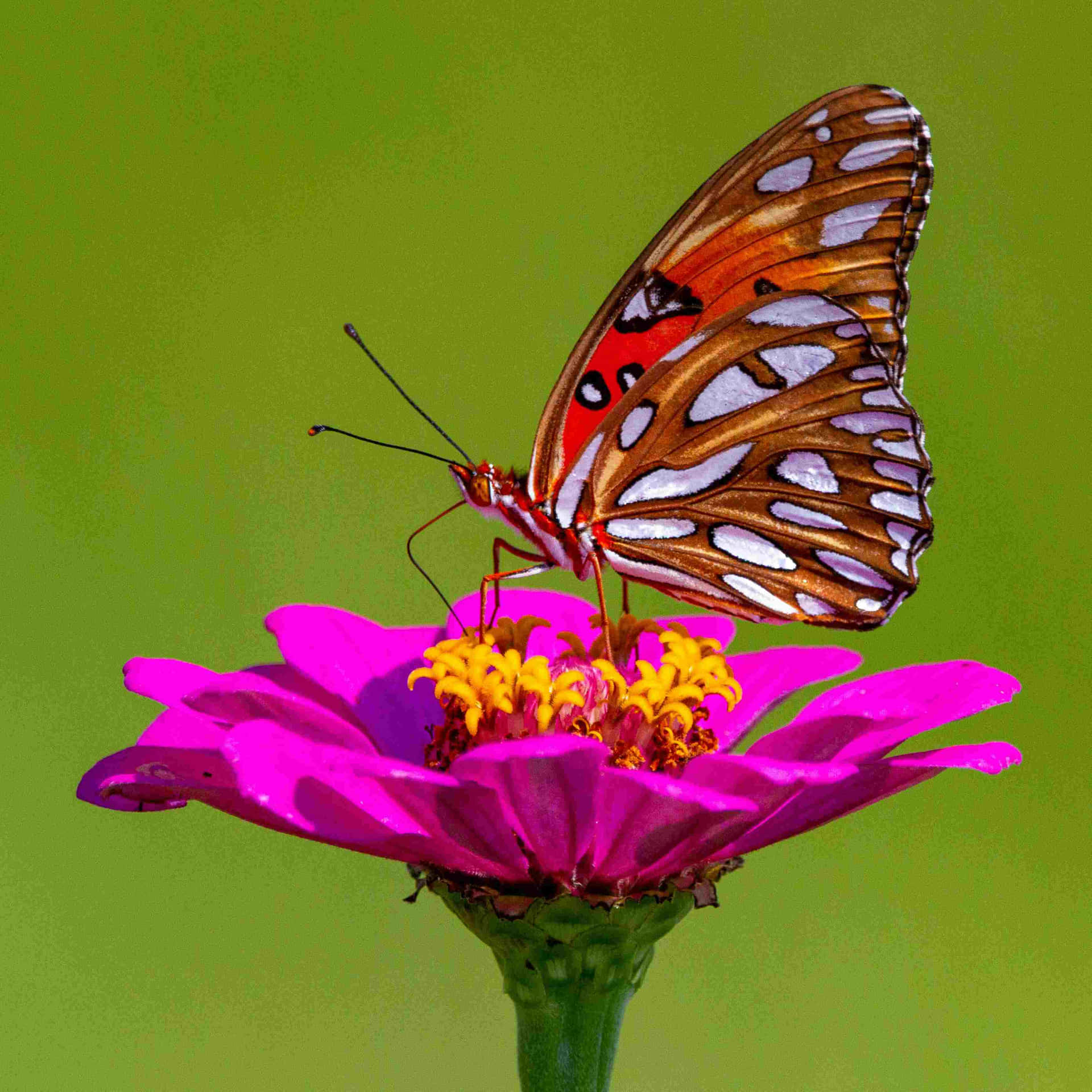 Fritillary Butterflyon Pink Flower Wallpaper
