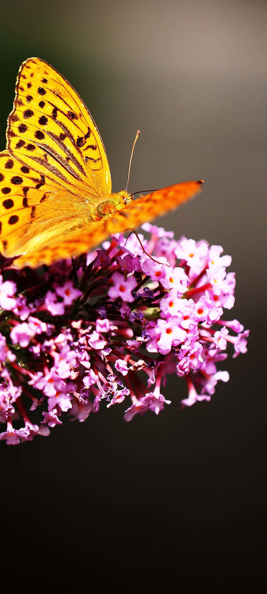 Fritillary Butterflyon Purple Flowers Wallpaper