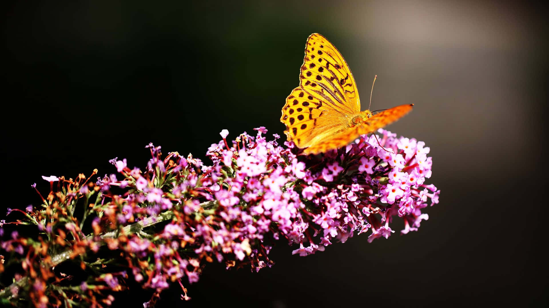 Fritillary Butterflyon Purple Flowers.jpg Wallpaper