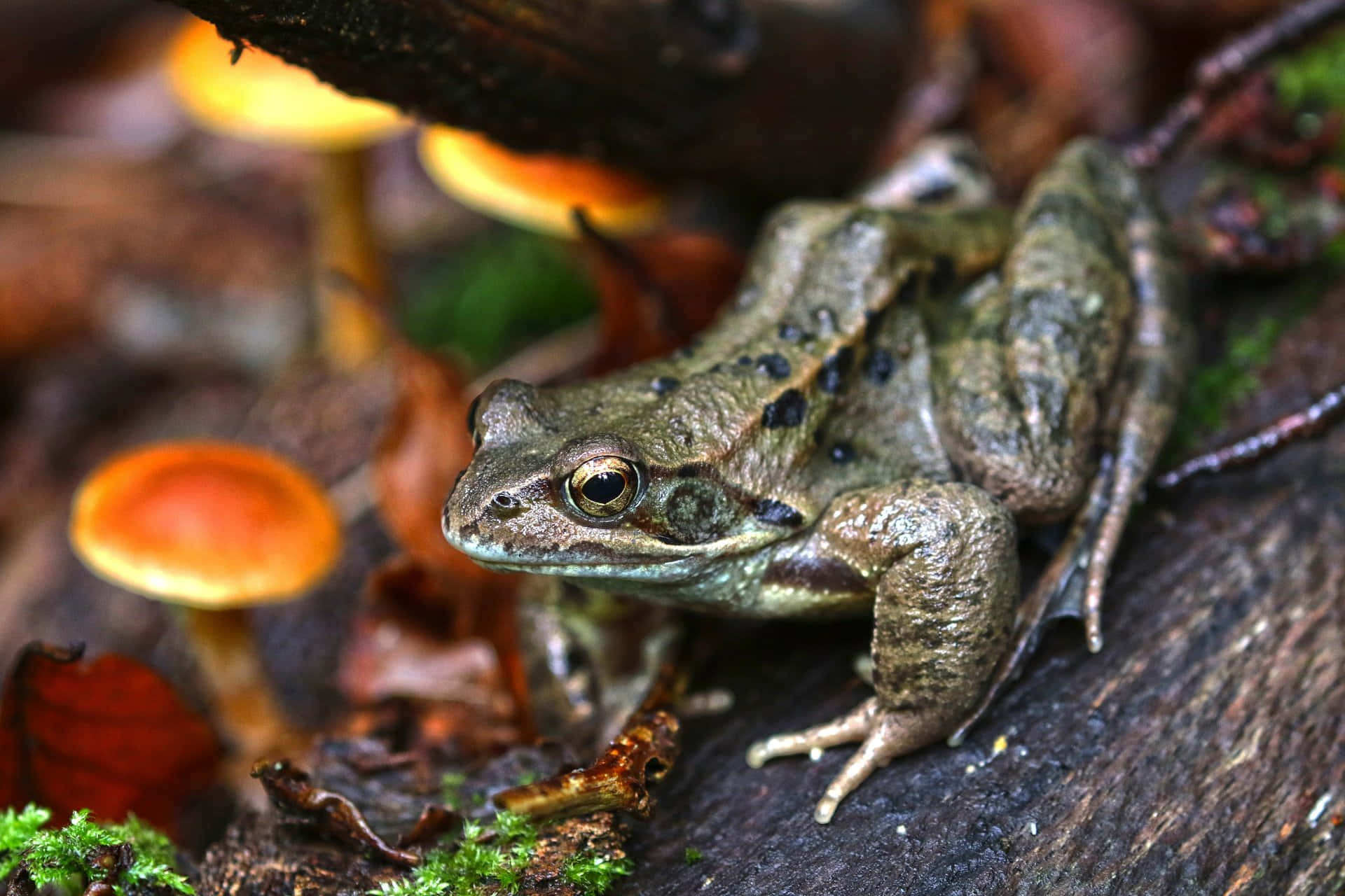 Katak Di Antara Jamur Di Hutan Wallpaper