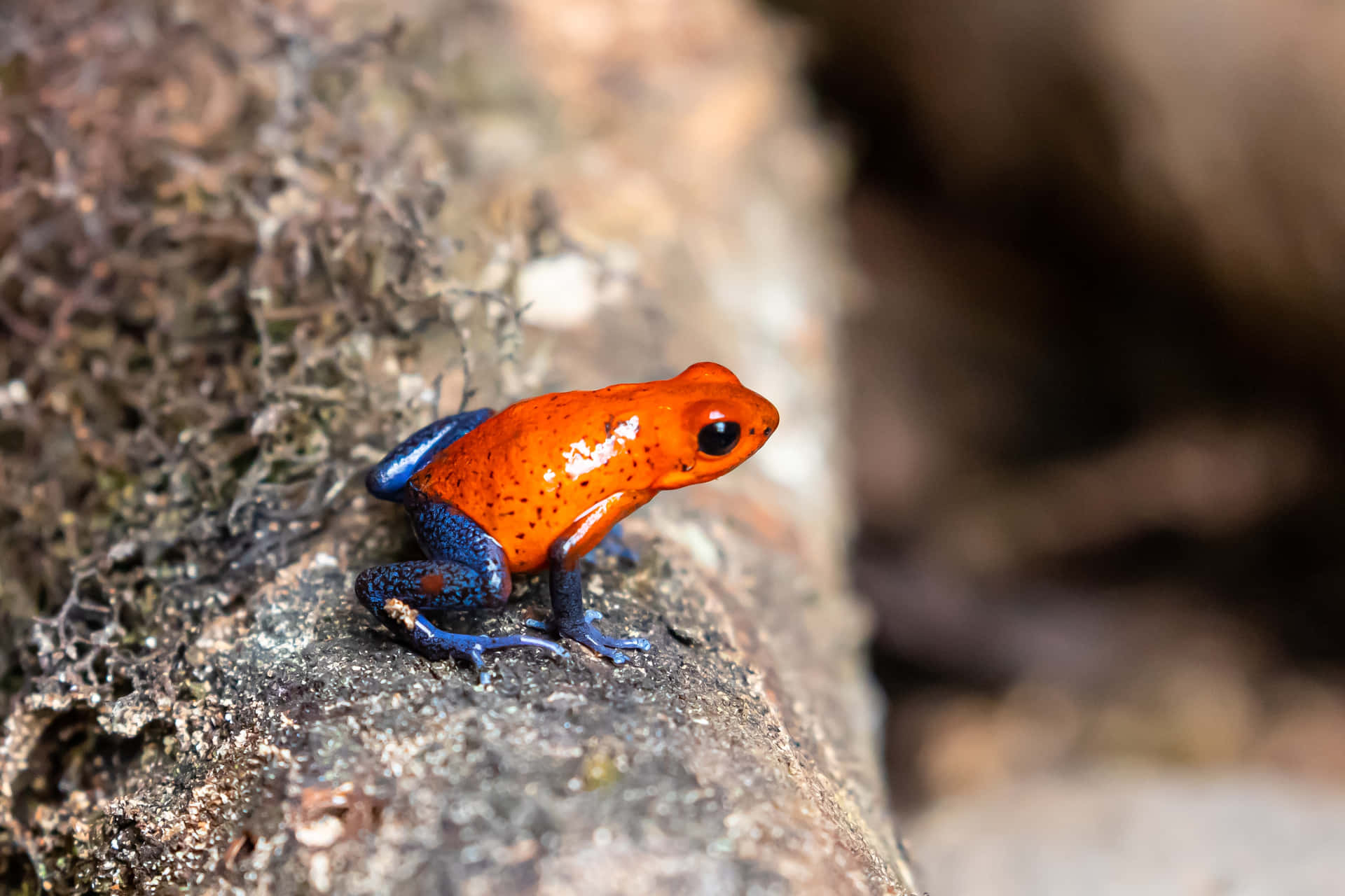 A vibrant frog perched atop a leaf