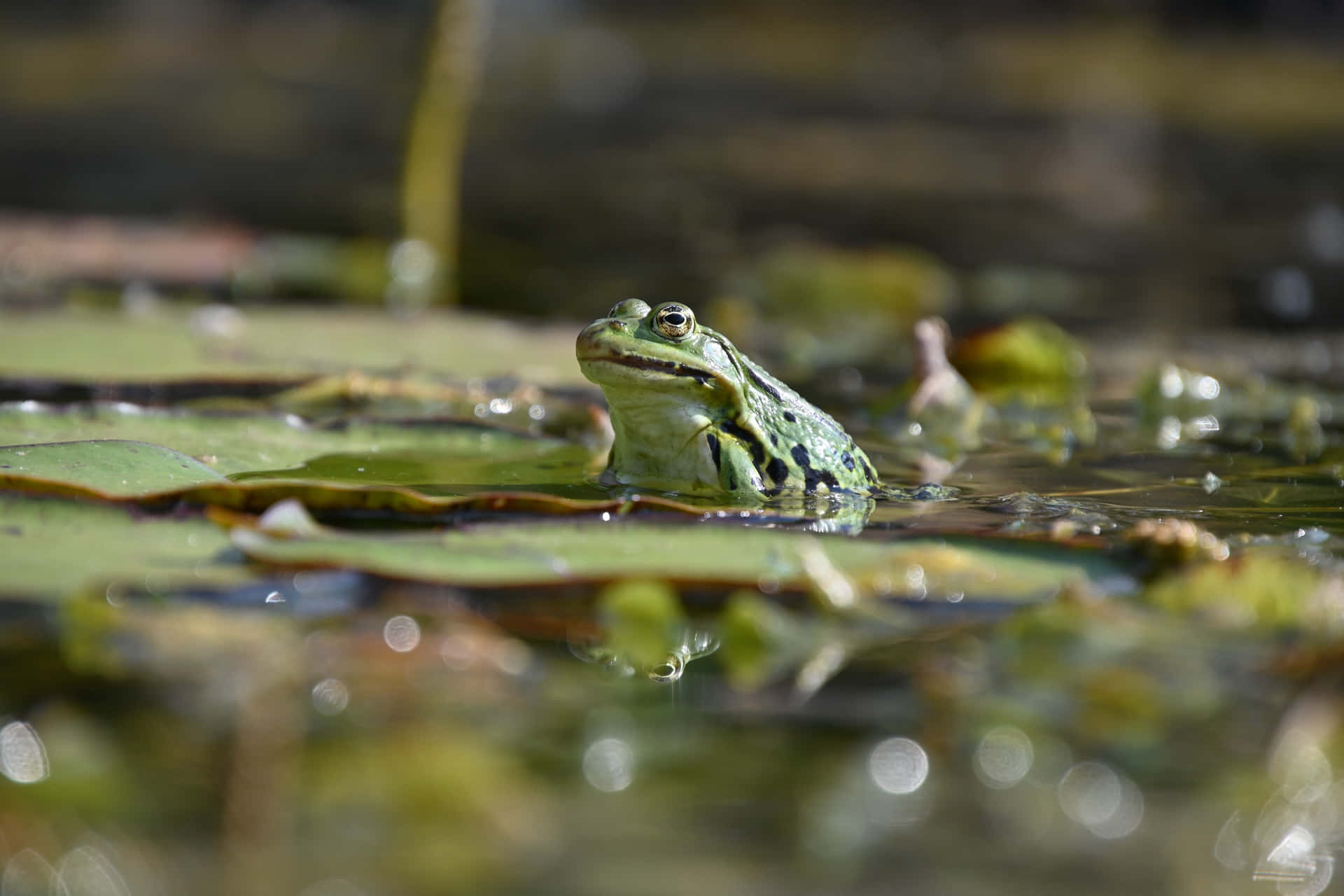 A Frog Is Sitting In The Water With Lily Pads