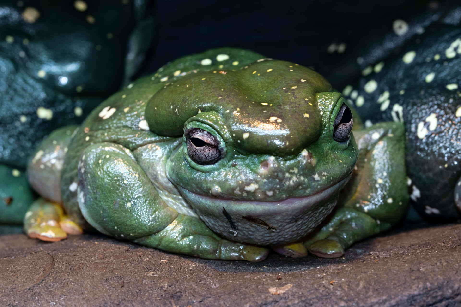 Einschöner Grüner Frosch Sitzt Auf Einem Blatt.