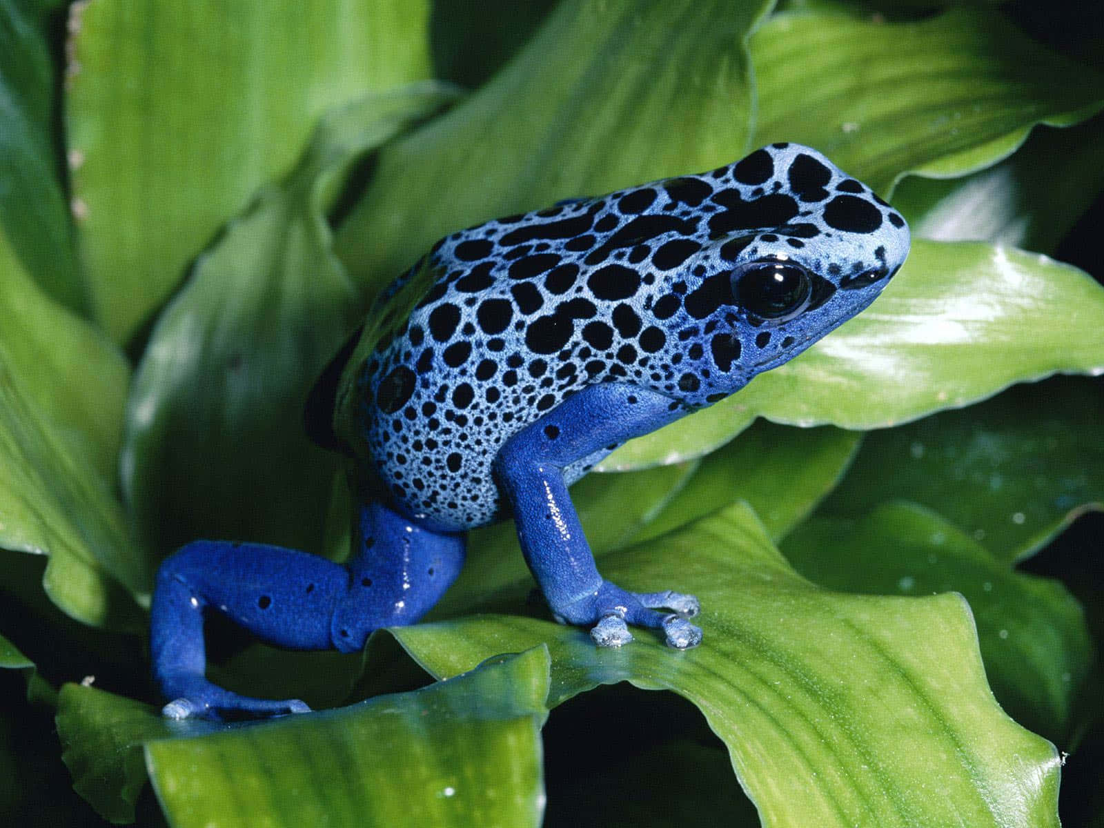 A Blue And Black Frog Is Sitting On Top Of A Leaf