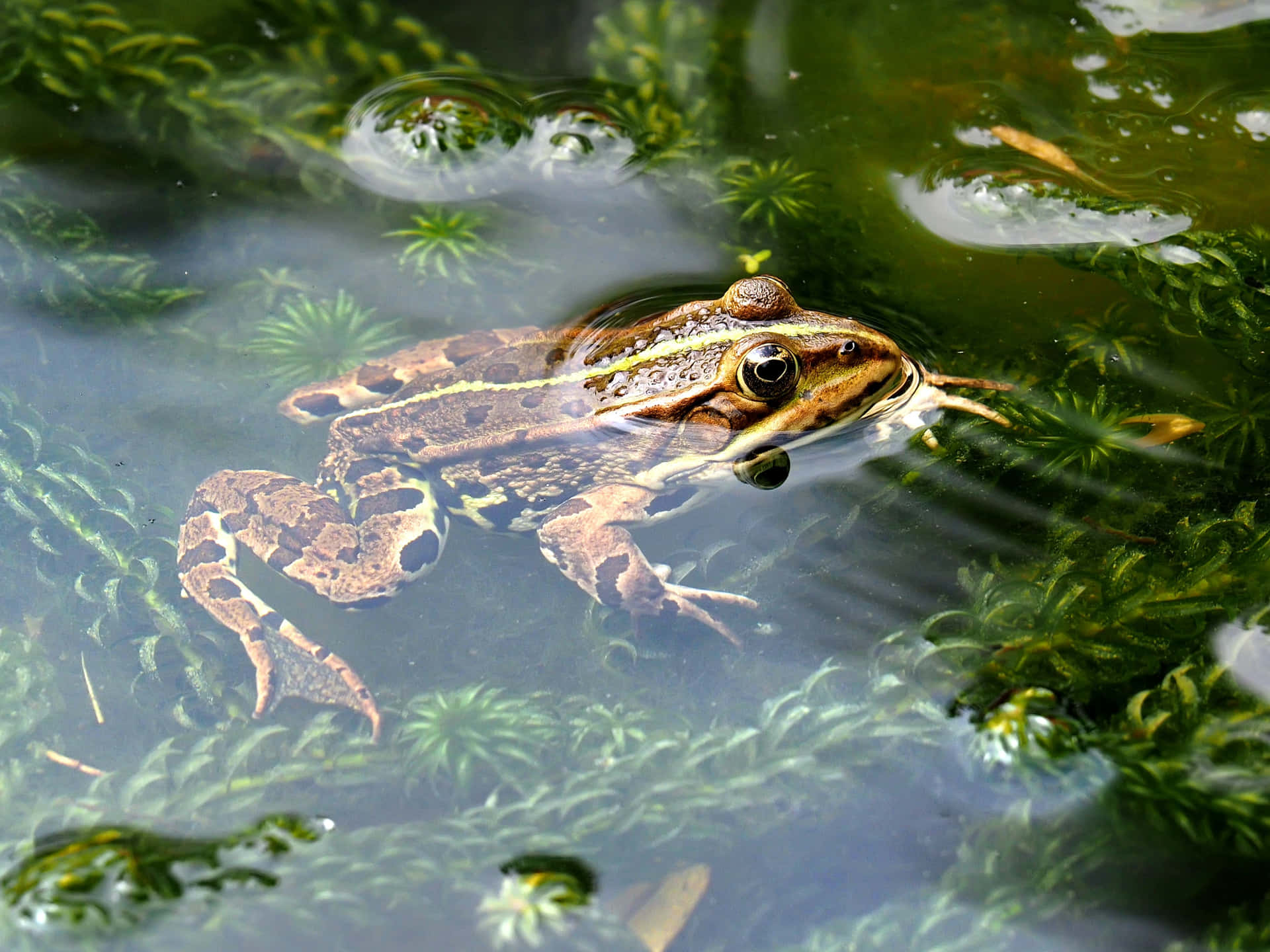 Frog Green Background
