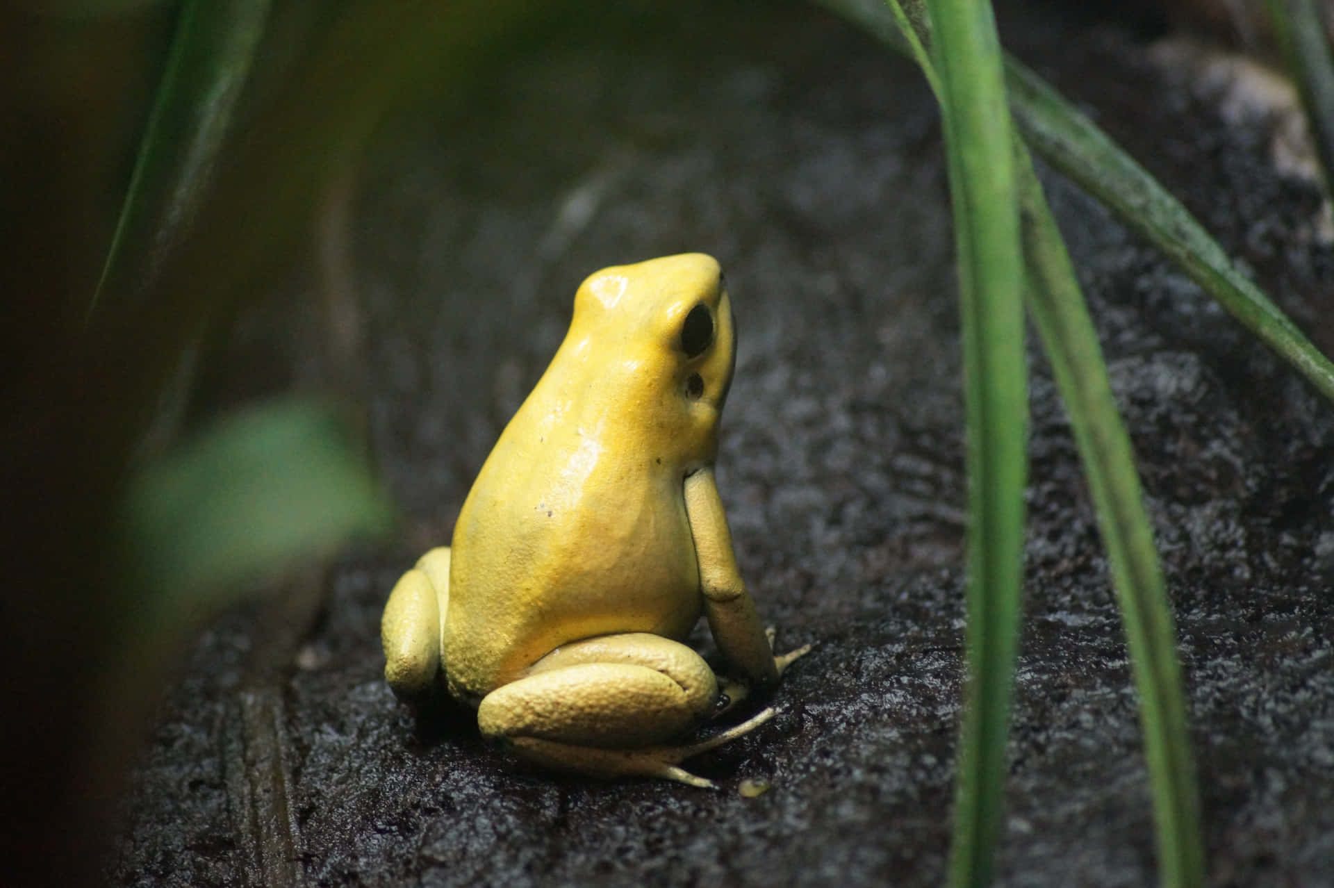 Nature's little friend - Frog