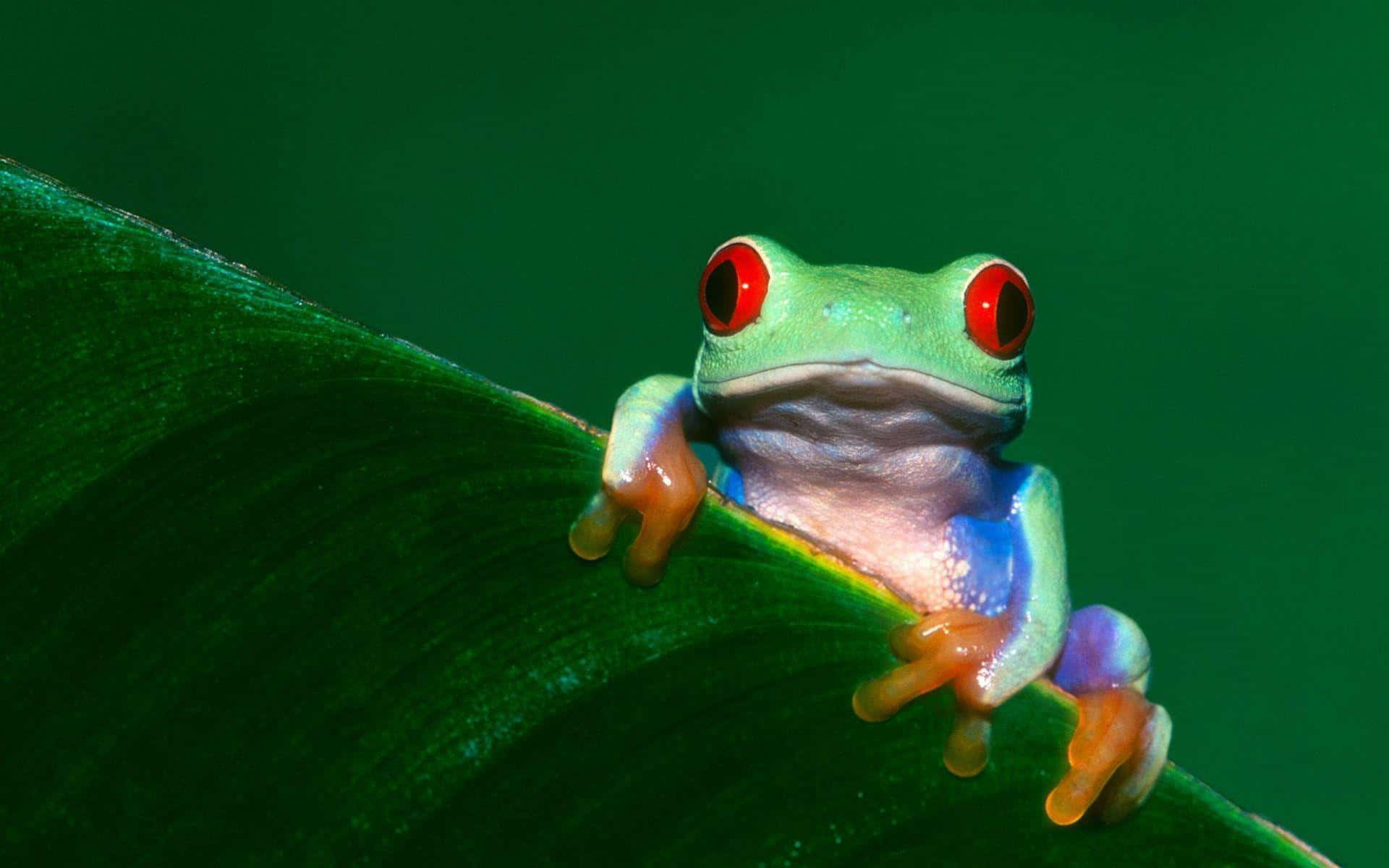 A closeup of a vibrant-green frog resting on a wet leaf
