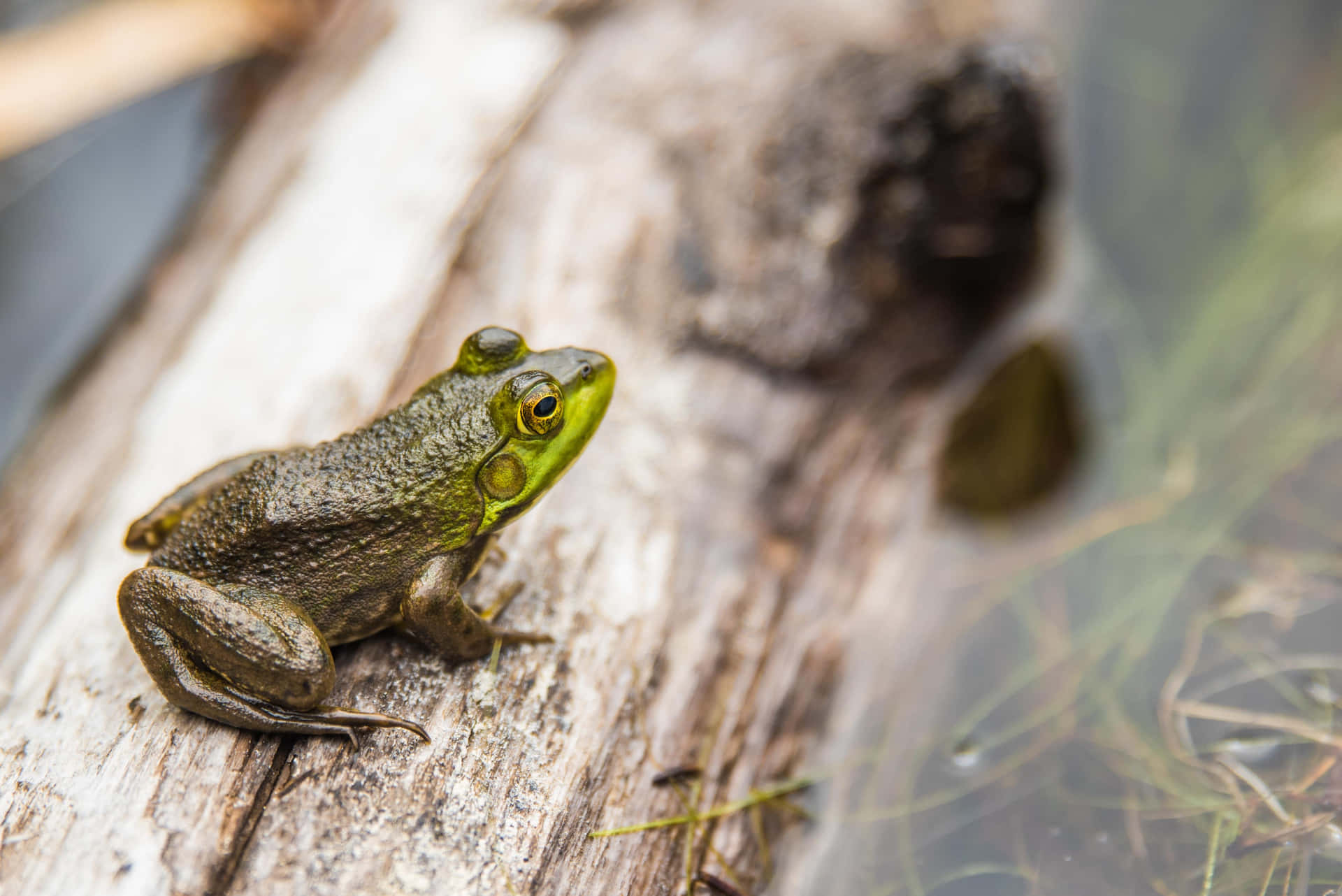 A closeup of a vivid green frog