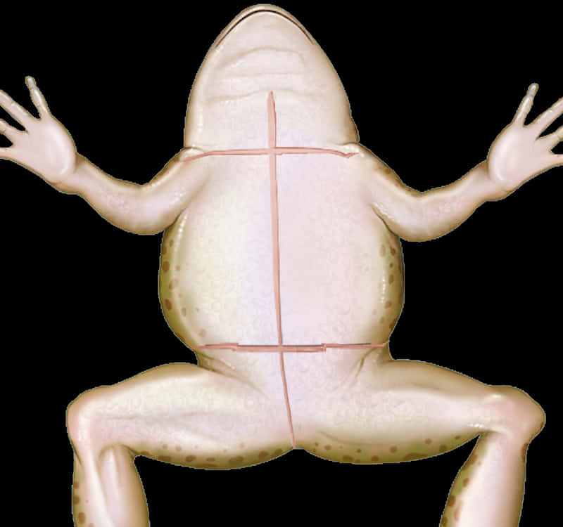 Frog Dissection Model Ventral View PNG