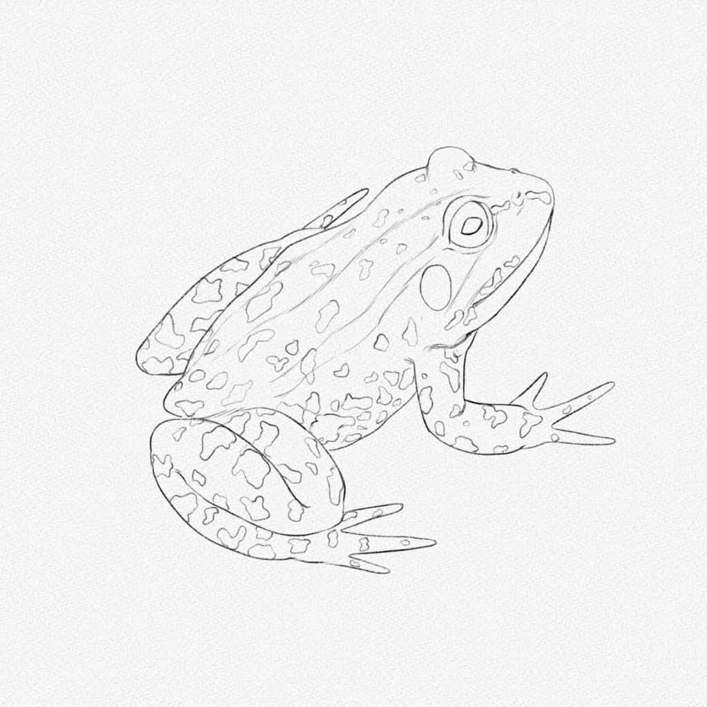 "Cute Frog Drawing"