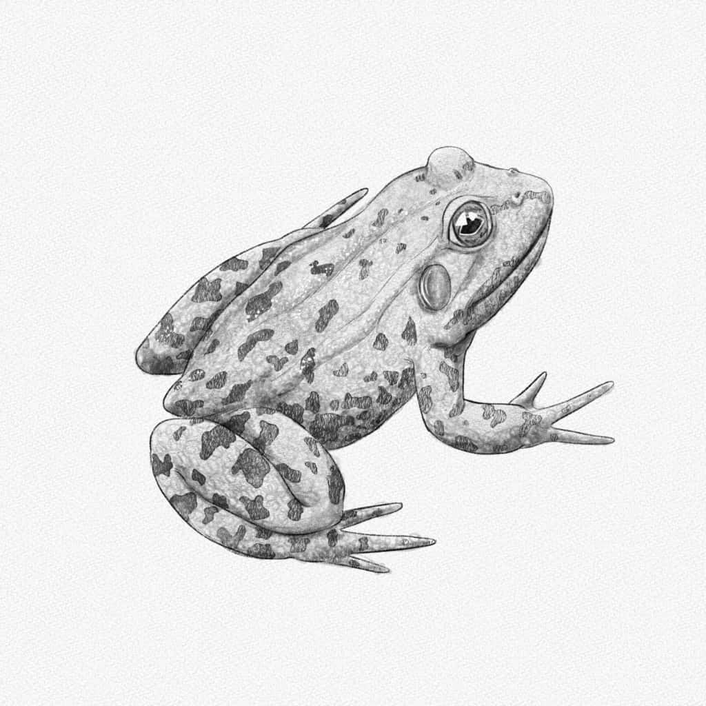 Whimsical Frog Drawing