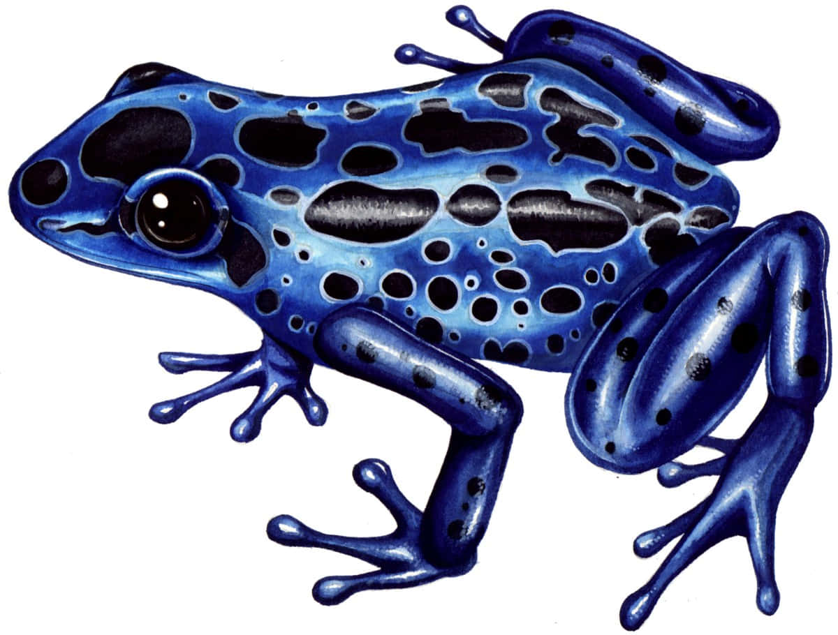 A Detailed Frog Drawing