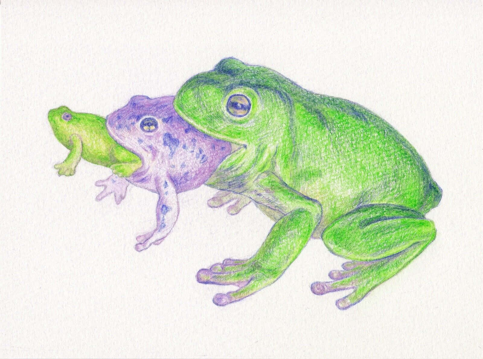 A Drawing Of Two Frogs On A White Background