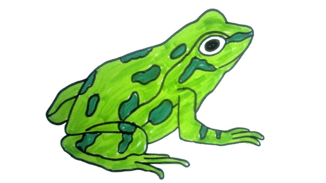An Up Close Look At A Frog Drawing