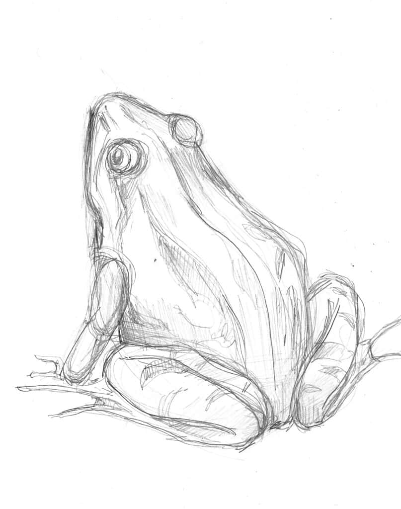 Frog, Drawing by Victor Molev | Artmajeur