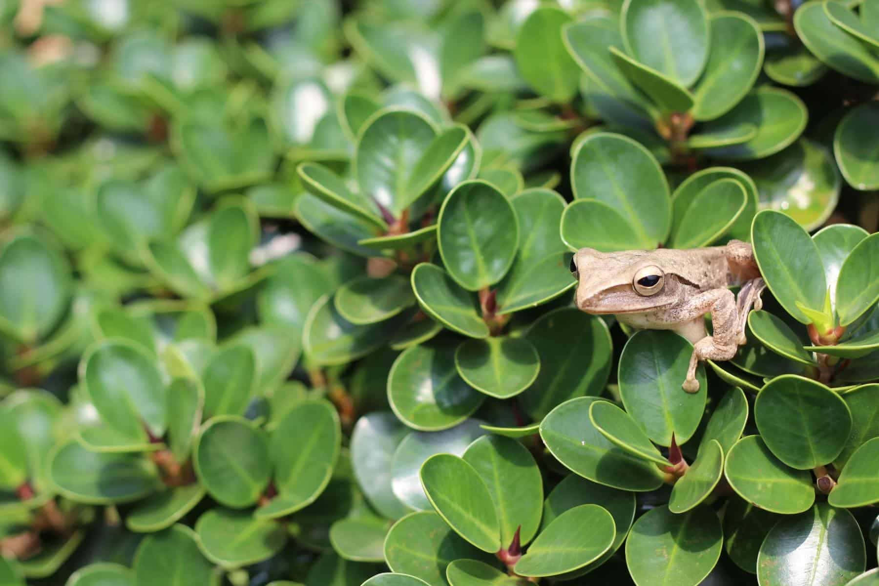 Frog Hiding Among Green Leaves.jpg Wallpaper